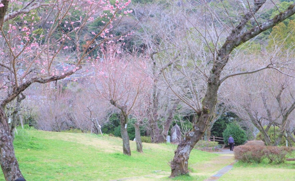 谷尾崎梅林公園で花見しようと思ったらほぼ散ってたのでこっちも飲み散らかしてきた
