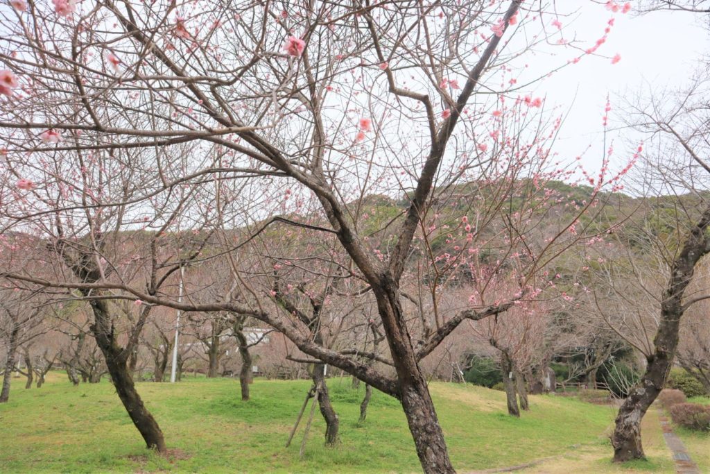 谷尾崎梅林公園で花見しようと思ったらほぼ散ってたのでこっちも飲み散らかしてきた
