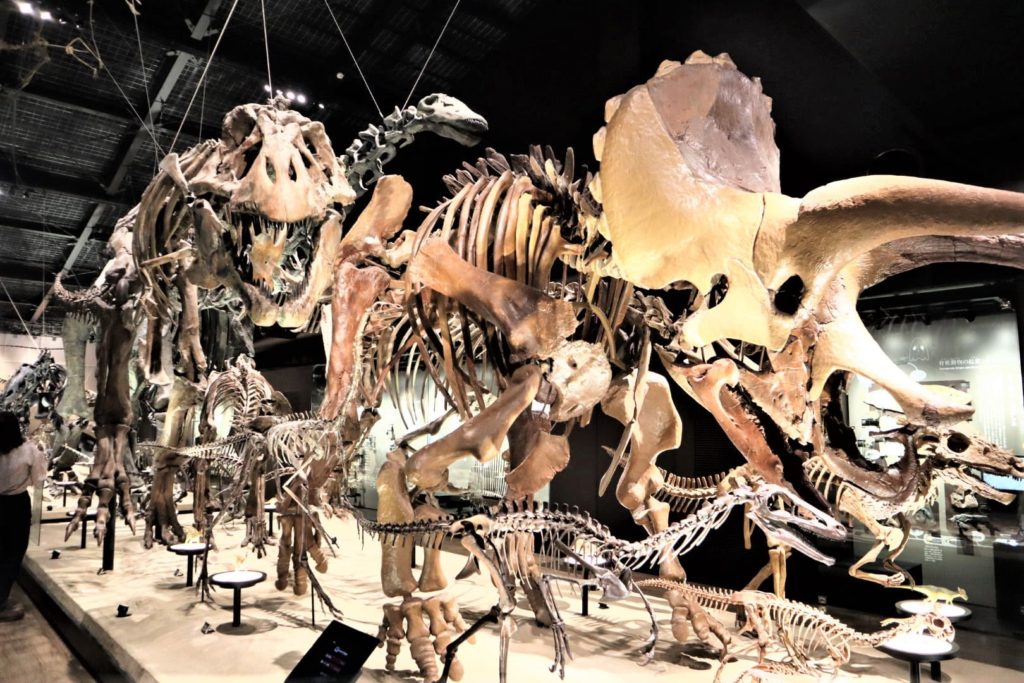 御船恐竜博物館がナイトミュージアムみたいでカメラで撮るのが楽しい（近くの公園も良い）